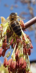 Abeilles,Insectes