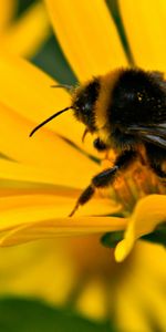 Abejas,Insectos