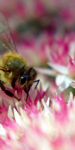 Abejas,Insectos