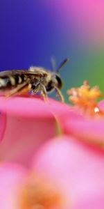 Abejas,Insectos