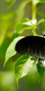 Mariposas,Insectos