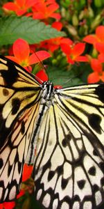 Mariposas,Insectos