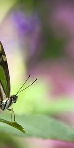 Mariposas,Insectos