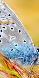 Mariposas,Insectos