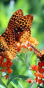 Insectos,Mariposas