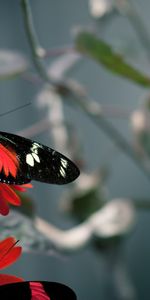 Mariposas,Insectos