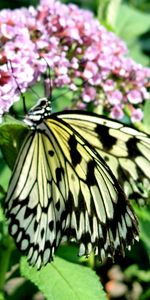 Mariposas,Insectos