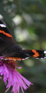 Mariposas,Insectos