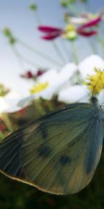 Mariposas,Insectos