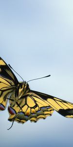 Mariposas,Insectos