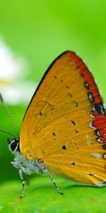 Mariposas,Insectos