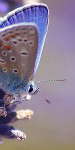 Mariposas,Insectos