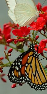 Mariposas,Insectos