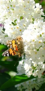 Mariposas,Insectos