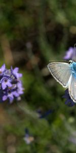 Mariposas,Insectos