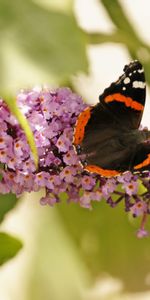 Mariposas,Insectos