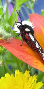 Mariposas,Insectos