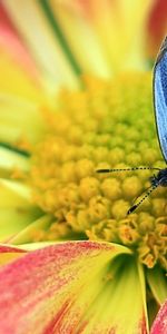 Mariposas,Insectos