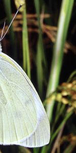 Mariposas,Insectos