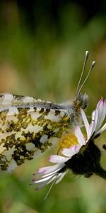 Mariposas,Insectos