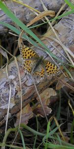 Mariposas,Insectos