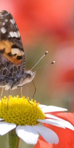 Mariposas,Insectos