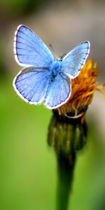 Mariposas,Insectos