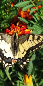 Mariposas,Insectos