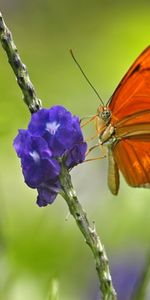 Mariposas,Insectos