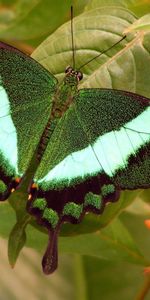 Mariposas,Insectos