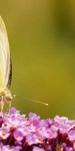 Mariposas,Insectos