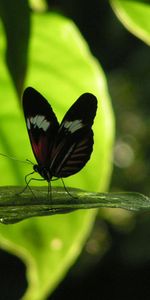 Mariposas,Insectos