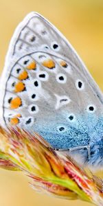 Mariposas,Insectos