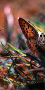 Mariposas,Insectos