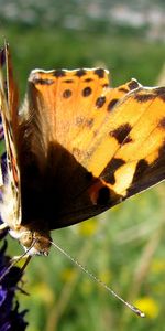 Mariposas,Insectos