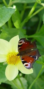 Mariposas,Insectos