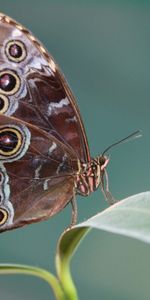 Mariposas,Insectos