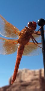 Libélulas,Insectos