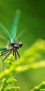 Insects,Dragonflies