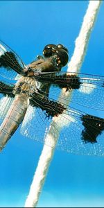 Insects,Dragonflies