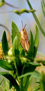 Grasshoppers,Insectes