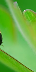 Insects,Ladybugs