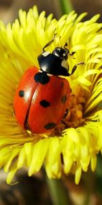 Coccinelles,Insectes