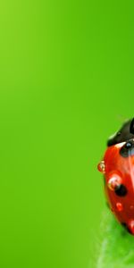 Insects,Ladybugs