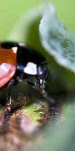 Coccinelles,Insectes