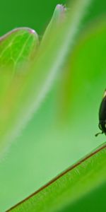 Coccinelles,Insectes