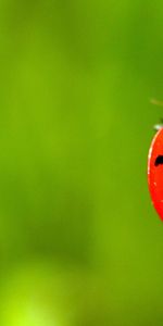 Mariquitas,Insectos