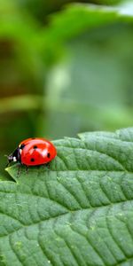 Coccinelles,Insectes