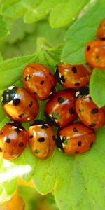 Coccinelles,Insectes