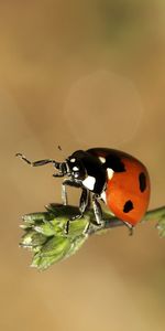 Mariquitas,Insectos